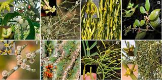 Image result for Viscum shirense