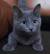 Purebred Russian Blue Cat Price
