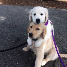J U Ju B A Adli Kullanicinin Animais Panosundaki Pin Golden Retriever Ev Kopekleri Sevimli Kopek Yavrulari