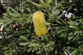 Image result for Banksia integrifolia