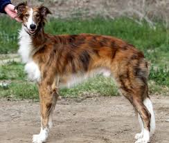 Pricing for these dogs is typically $2000 for puppy males, and $2500 for puppy females. Silken Windhound Pets Australia
