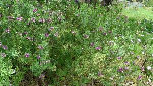 Image result for Polygala arenaria