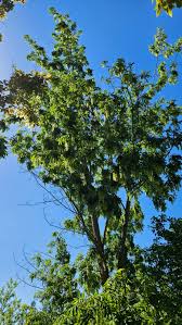 Image result for Nicolasia stenoptera