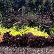 Cimicifuga simplex 'hillside black beauty' snakeroot. Actaea Black Negligee Terra Nova Nurseries Inc