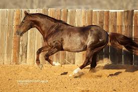 High brow cat for week 3 of high brow cat trivia, since the the national cutting horse association world championship futurity is going on right now in fort worth. The One And Only High Brow Cat What An Amazing Stallion Aqha Horses Quarter Horse Rodeo Horses