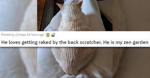 Submitted 1 month ago by _bananapp_. Cat Medley Funnies Cuteness Galore Mourning And Loss In 2020 Funny Cats Funny Cat Photos How To Fall Asleep