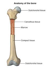 A diagram of the anatomy of a bone, showing the compact bone. Anatomy Of The Bone Health Encyclopedia University Of Rochester Medical Center