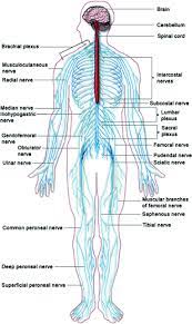 Learn about pictures nervous system with free interactive flashcards. An Introduction To The Biomechanics Of The Nervous System Springerlink
