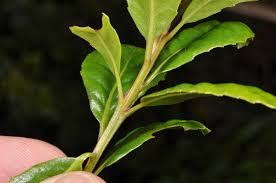 Image result for Myricaceae