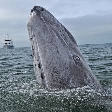 National Geographic On Instagram Photo By Thomaspeschak A Curious Gray Whale Spy Hops To Get A Better Look At Me Gray Whale Underwater Photography Whale