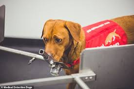 How long did your pet live from the. Dogs That Can Smell Prostate Cancer Could Inspire Robotic Noses Australiannewsreview