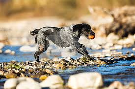 … epagneul breton kennel in the czech republic, benesov. Epagneul Breton Trio Bildarchiv