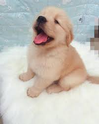 Evidently, the golden retriever cost is more than twice the price given at the animal centers and pet stores, making it a disadvantage if you are tight on a budget. Puppies Available In Uae