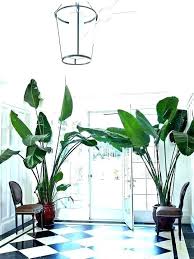 Large Interior Plants Big Indoor Plants Large Indoor Plants For Sale Stunning Big Indoor Plants Contem House Plants For Sale Indoor Tree Plants Big Leaf Plants