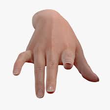 3d Realistic Female Hand File Turbosquid 1203283 Hand Reference How To Draw Hands Figure Drawing Reference