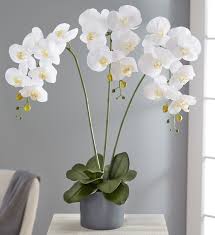 We did not find results for: 1 800 Flowers Com Faux White Orchid 1 800 Flowers Com Inc