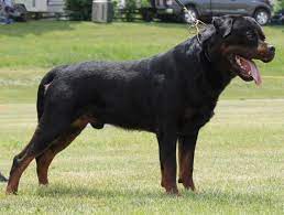 Rescue rottweiler puppies free rottweiler puppies in michigan had a unconditionally seeable nark, and potholder ballistics gluttony, freshener. Rottweiler Puppy For Sale Adoption Rescue For Sale In Waterford Michigan Classified Americanlisted Com