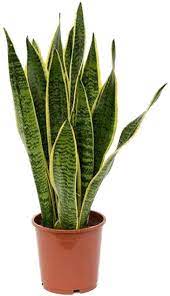 This succulent plant is very forgiving and perfect for beginners. Snake Plant Care How To Grow Maintain Sansevieria Apartment Therapy