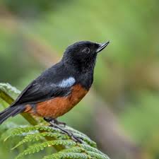 Image result for Commicarpus grandiflorus