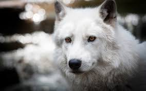 Wayfair.com has been visited by 1m+ users in the past month White Wolf Wallpaper For Widescreen Desktop Pc 1920x1080 Full Hd