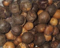 Image result for Afrostyrax lepidophyllus