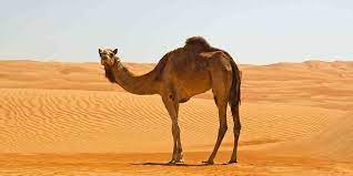 أسماء الجمل باللغة العربية مدونة ملحوظة