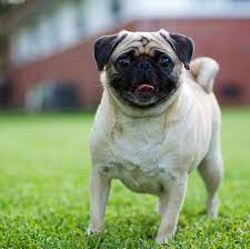 The Most Popular Breed Of Dog In Every State Quiet Dog Breeds Dog Breeds Dog Breeder
