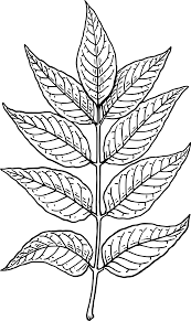 Neem tree leaf drawing medicinal plants neem tree leaves clip art png download 532952 pinclipart. Ash Plant Leaves Drawing Free Image Download