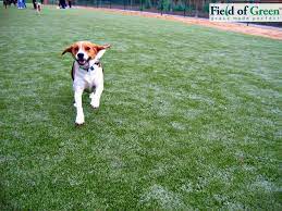 K9grass Field Of Green Grass Made Perfect For Dogs K9 Grass Fake Grass For Dogs Pet Grass