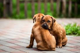 Ridgeback puppies for sale south africa. Rhodesian Ridgeback Temperament Price And Puppies For Sale