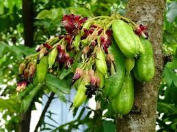 Ada 2 cara untuk mengambil manfaat dari buah ini. Belimbing Wuluh Si Asam Yang Bermanfaat Part2
