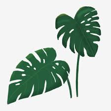 Gambar Daun Tropika Tumbuhan Tropika Tumbuhan Monstera Daun Hijau Tangan Dicat Daun Yang Dilukis Dengan Tangan Png Dan Psd Untuk Muat Turun Percuma Plant Leaves Leaf Clipart Leaf Nature ✓ free for commercial use ✓ high quality images. leaf clipart
