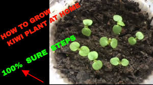 Once in early spring, and as fruit sets in july should be considered the minimum. Kiwi Plant At Home Easy Growing Steps Youtube