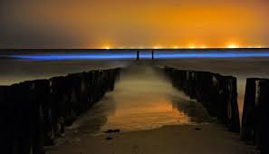 Read reviews and choose a room with planetofhotels.com. Zeevonk De Lichtende Zee Natuurfotografie