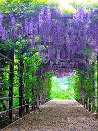 Image result for Wisteria