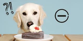 Le chocolat contient de la théobromine qui se révèle être un véritable poison pour les chiens et les chats. Chiens Et Chats 5 Aliments Toxiques A Surveiller Biocanina