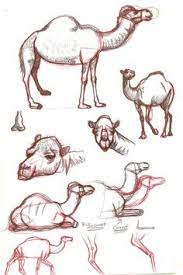 Humans have used camels as a means of transport for thousands of years. 900 Paintings Ideas Cuban People Cuban Women Art