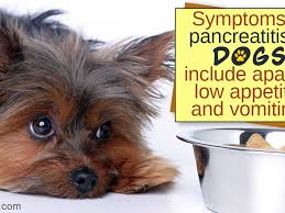 More so, the best low fat dog foods are proven to help lower the risk of illnesses in our canine buddies. Food Recipes For Dogs With Pancreatitis Dogappy