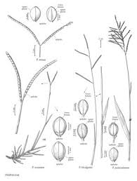 Image result for Paspalum