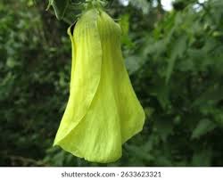 Image result for Hibiscus vitifolius