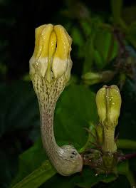 Image result for Psychotria sublyrata