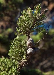 Image result for Cupressus macrocarpa