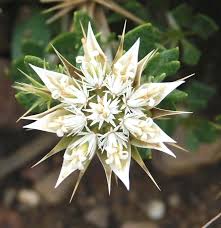 Image result for Nephrangis filiformis