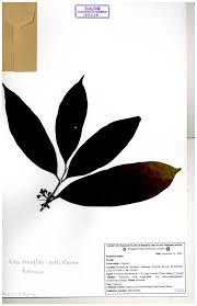 Image result for Aidia micrantha