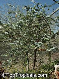 Image result for Eucalyptus sp.