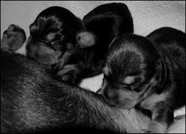 Apr 26, 2021 · your dog's pregnancy length will range between 58 days and up to 68 days. Signs Of Pregnancy In Dogs Pethelpful