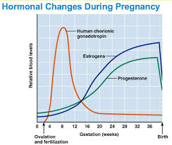 stages of pregnancy symptoms of the mother kat dineen