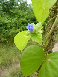 Image result for Jacquemontia