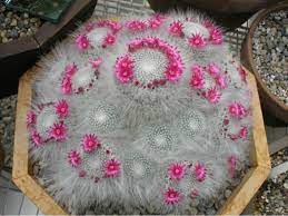 All orders are custom made and most ship worldwide within 24 hours. Mammillaria Hahniana Old Lady Cactus World Of Succulents