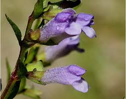 Image result for Scutellaria